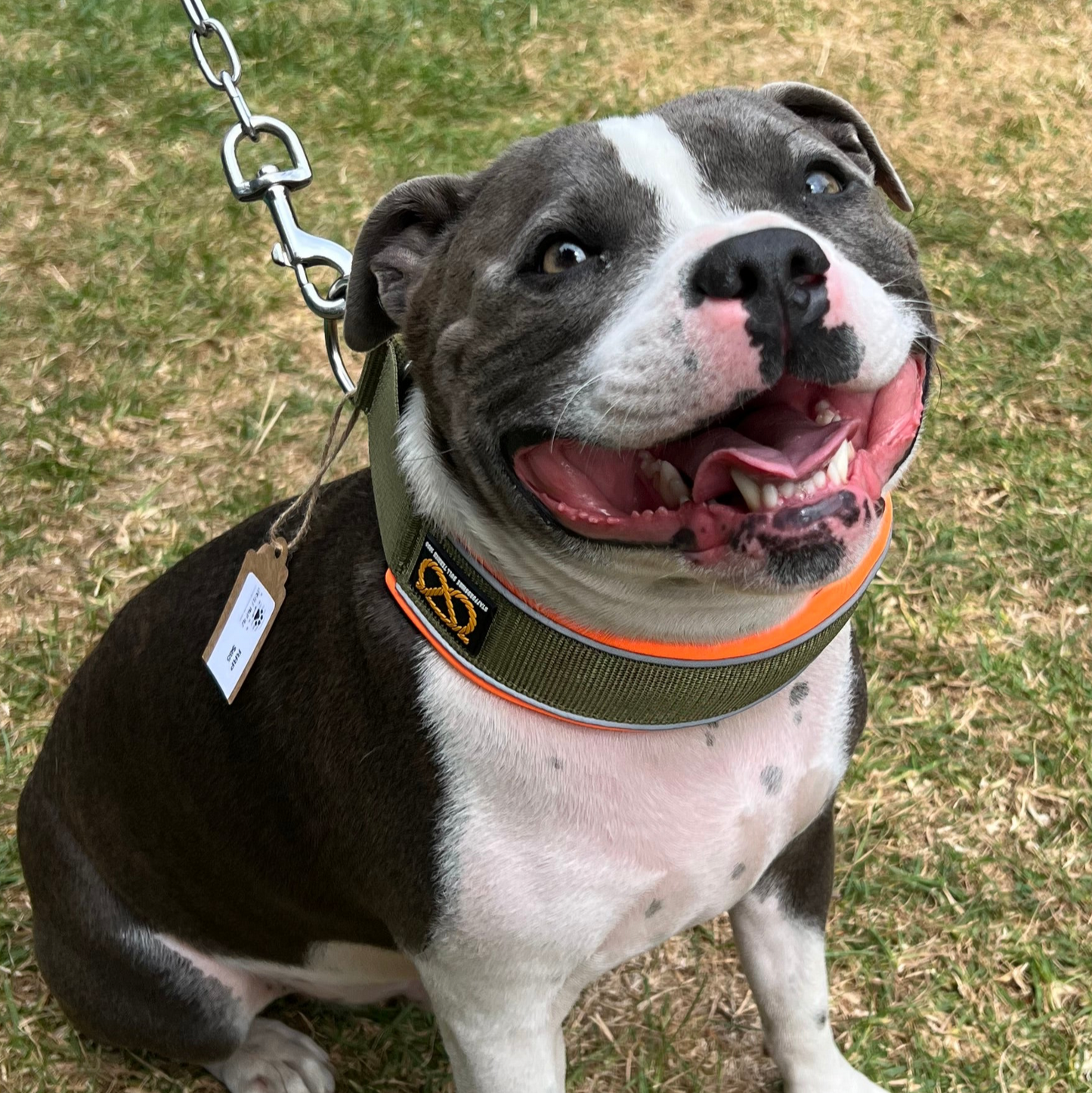 Staffy, Staffordshire Bull Terrier, SBT, Show Collar, Staffie, Soft Martingale Collar