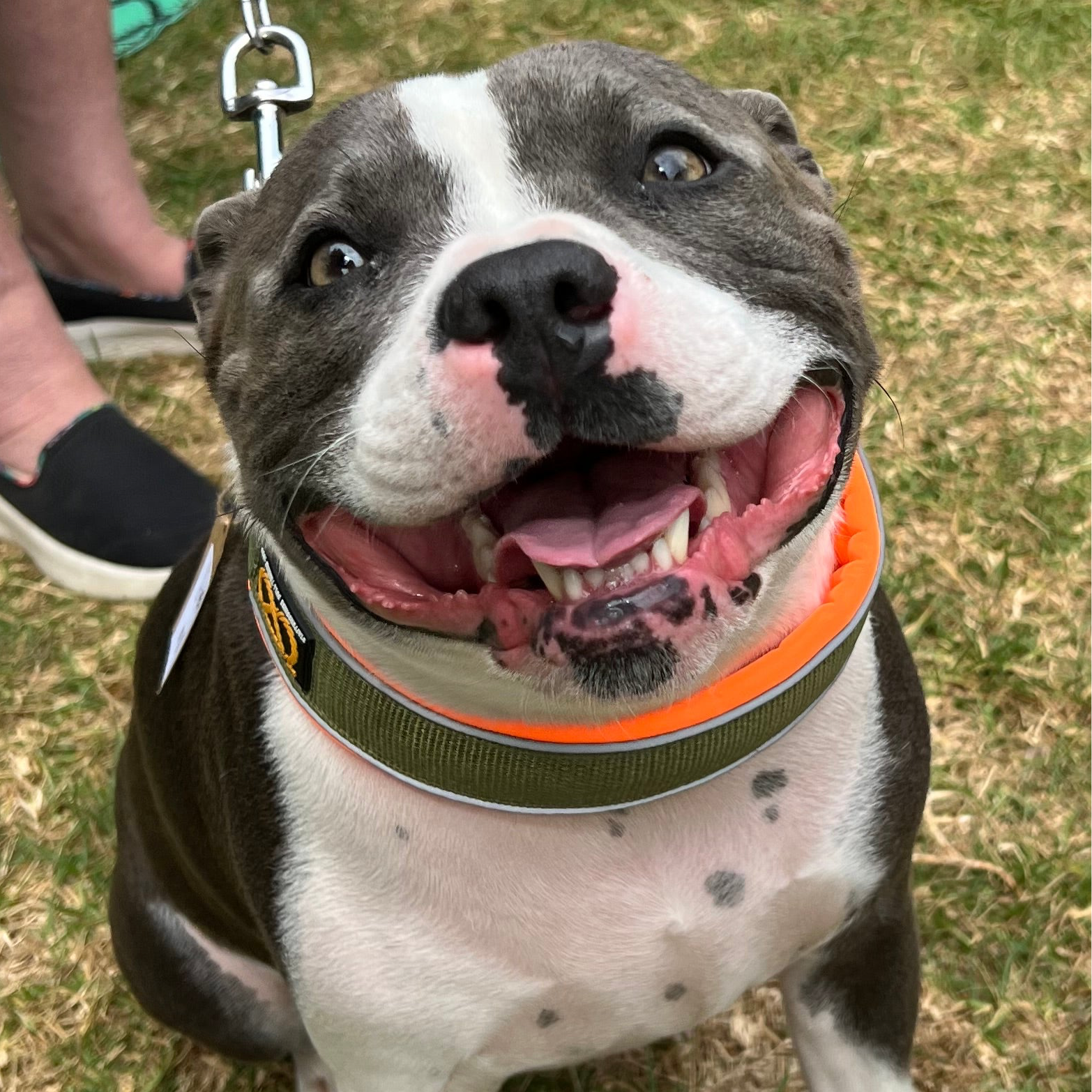 Staffy, Staffordshire Bull Terrier, SBT, Show Collar, Staffie, Soft Martingale Collar