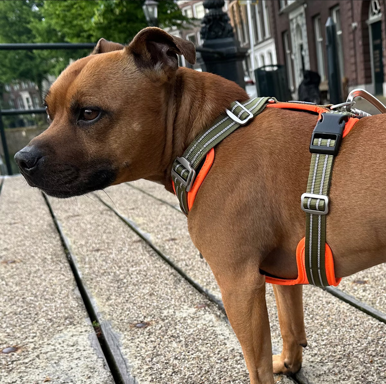 Staffy, staffie, Staffordshire bull terrier, dog, dogs, dog lovers, show dogs, SBT, Show Collar, Staffie, staffy harness