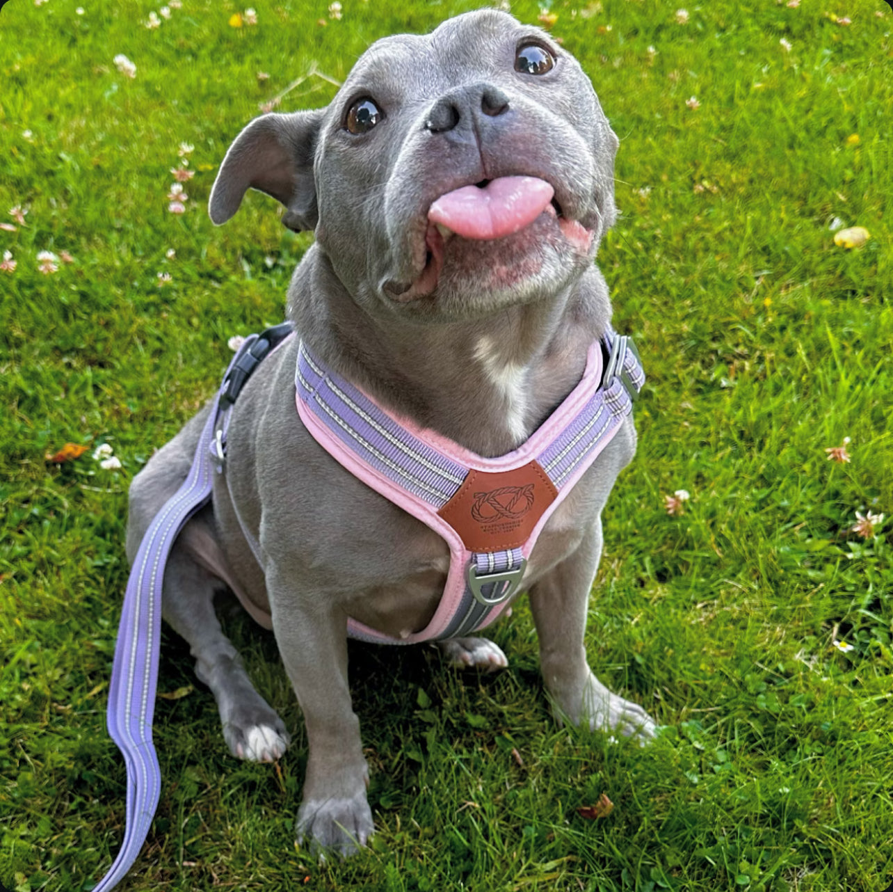 Staffy, staffie, Staffordshire bull terrier, dog, dogs, dog lovers, show dogs, SBT, Show Collar, Staffie, staffy harness