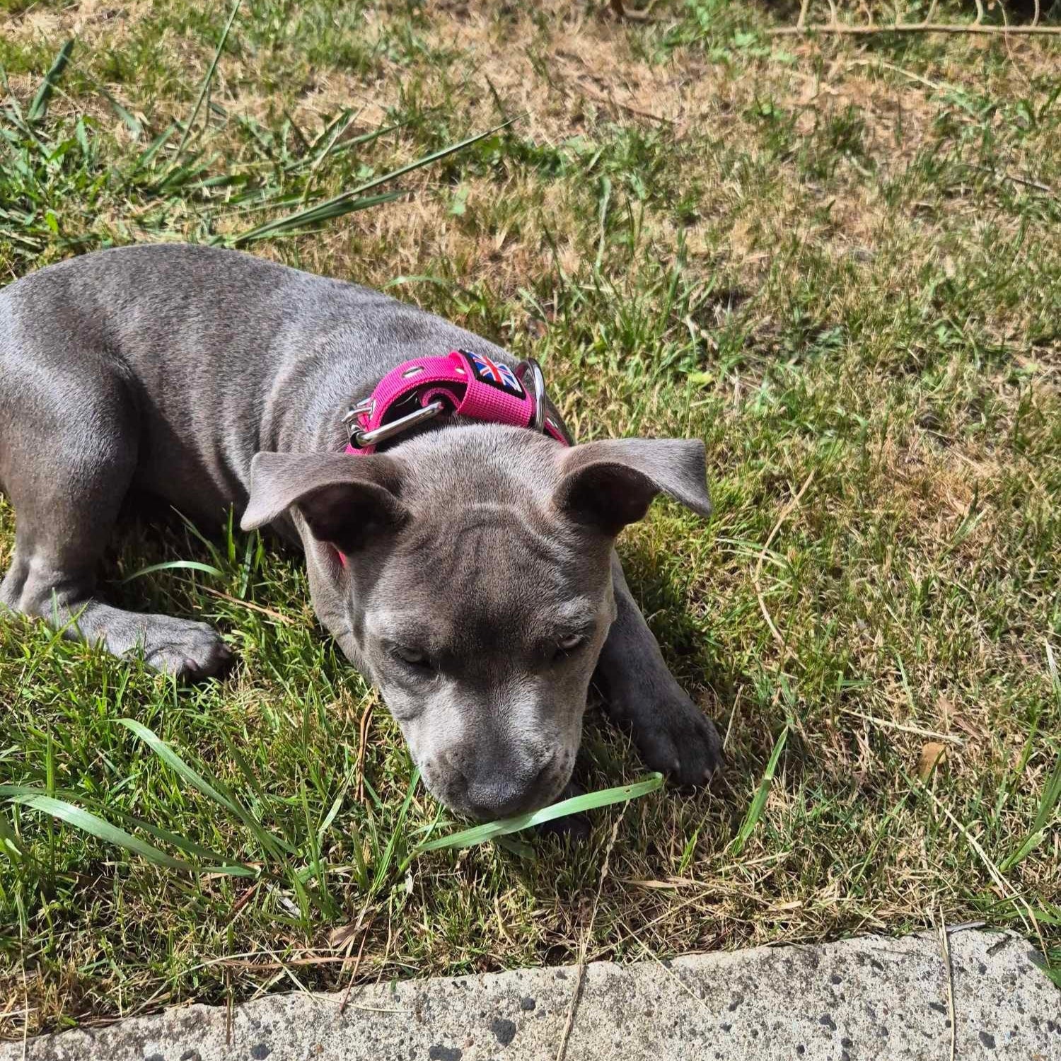Staffy, staffie, Staffordshire bull terrier, dog, dogs, dog lovers, show dogs, SBT, Show Collar, Staffie, staffy nylon collar
