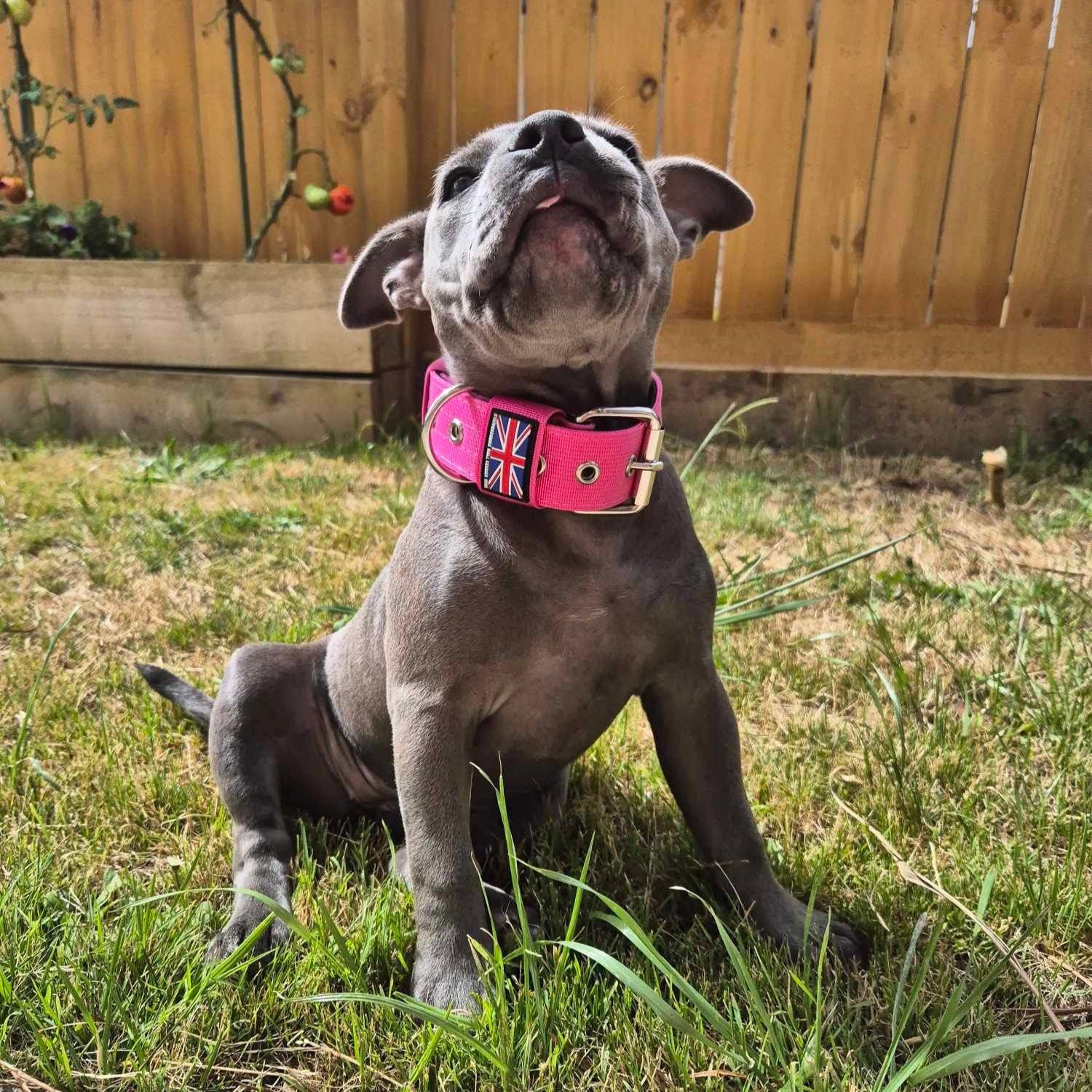 Staffy, staffie, Staffordshire bull terrier, dog, dogs, dog lovers, show dogs, SBT, Show Collar, Staffie, staffy nylon collar set