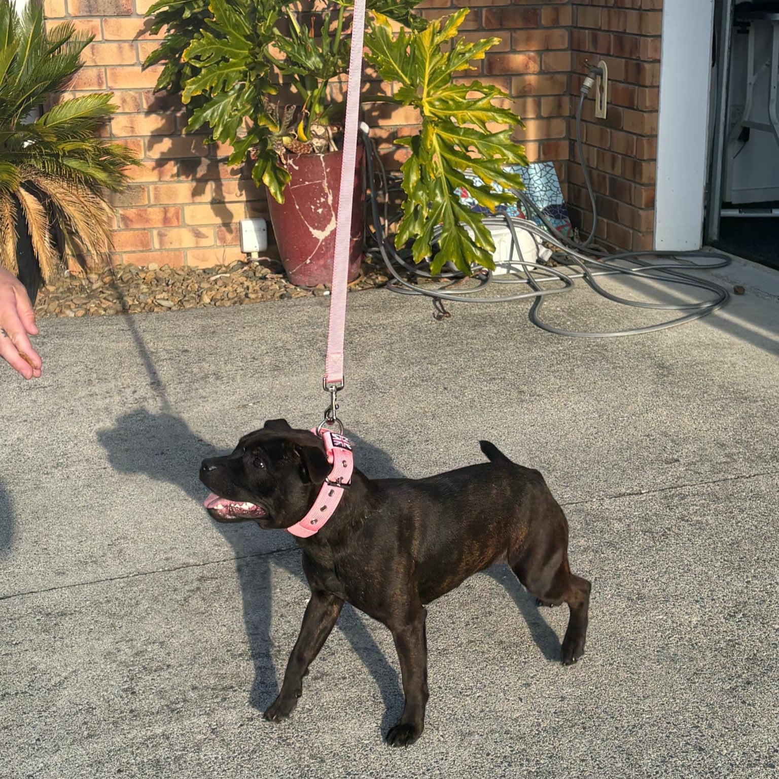 Staffy, staffie, Staffordshire bull terrier, dog, dogs, dog lovers, show dogs, SBT, Show Collar, Staffie, staffy nylon collar set