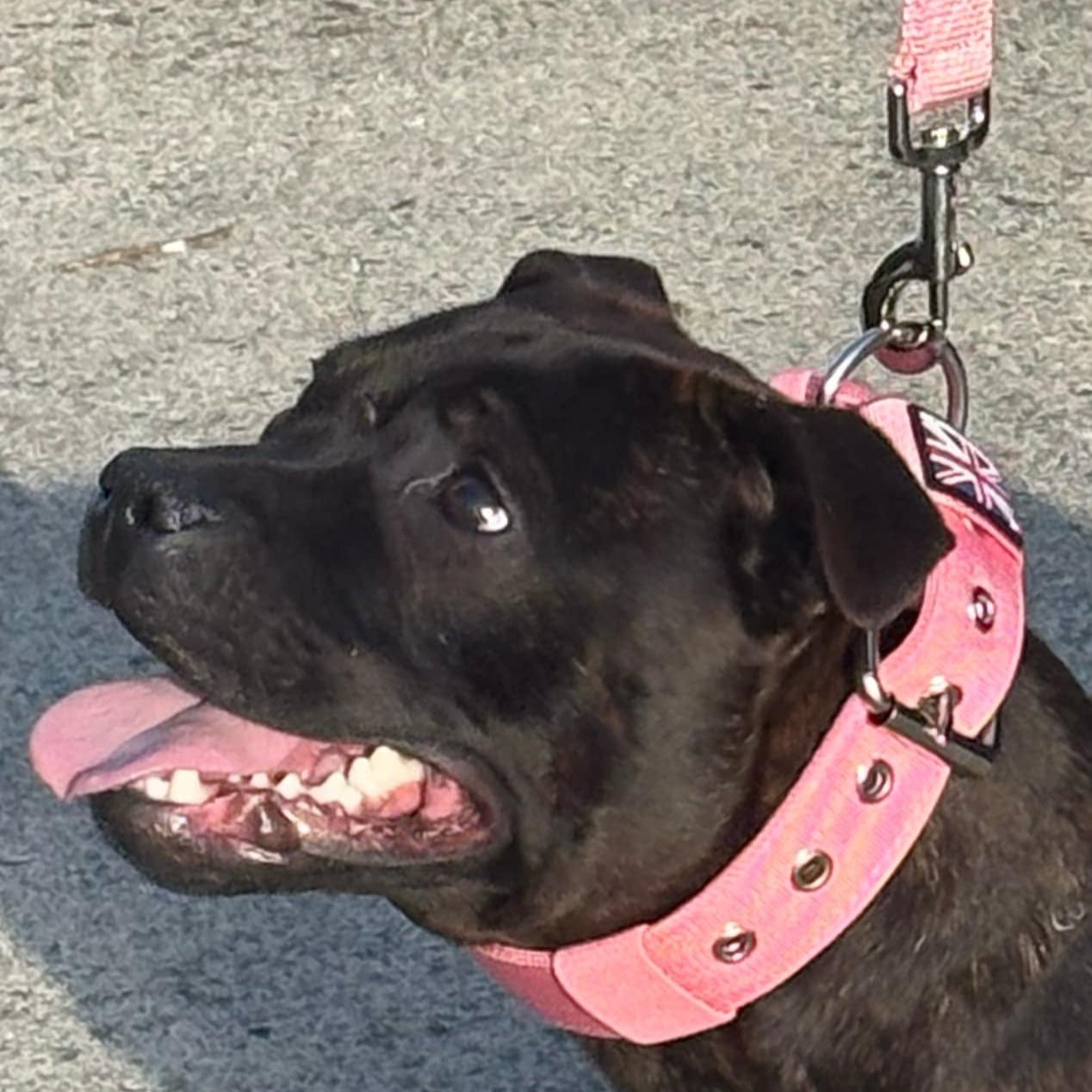 Staffy, staffie, Staffordshire bull terrier, dog, dogs, dog lovers, show dogs, SBT, Show Collar, Staffie, staffy nylon collar set