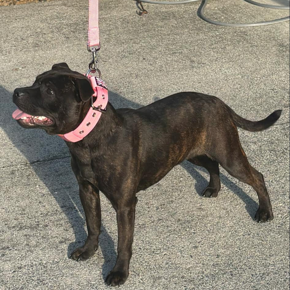Staffy, staffie, Staffordshire bull terrier, dog, dogs, dog lovers, show dogs, SBT, Show Collar, Staffie, staffy nylon collar set