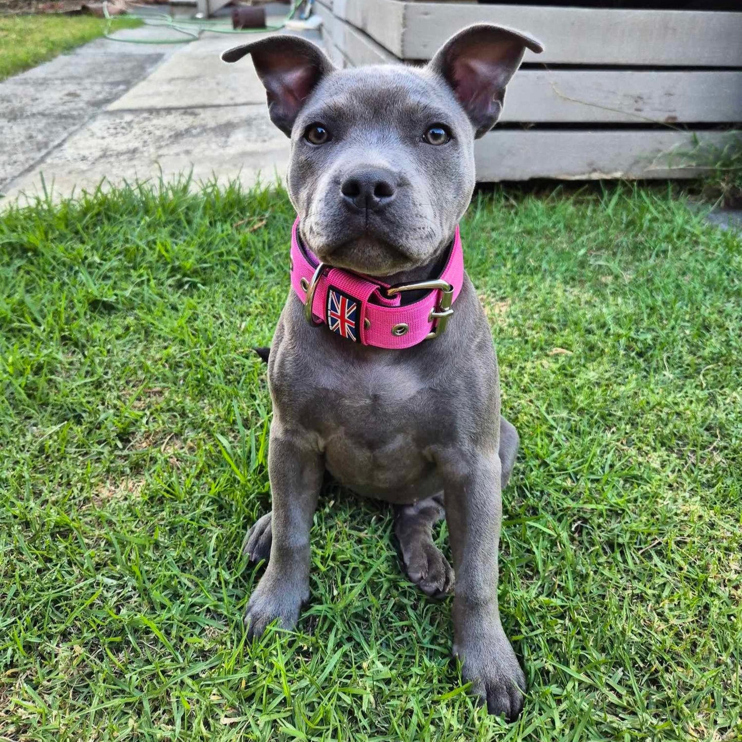 Staffy, staffie, Staffordshire bull terrier, dog, dogs, dog lovers, show dogs, SBT, Show Collar, Staffie, staffy nylon collar set