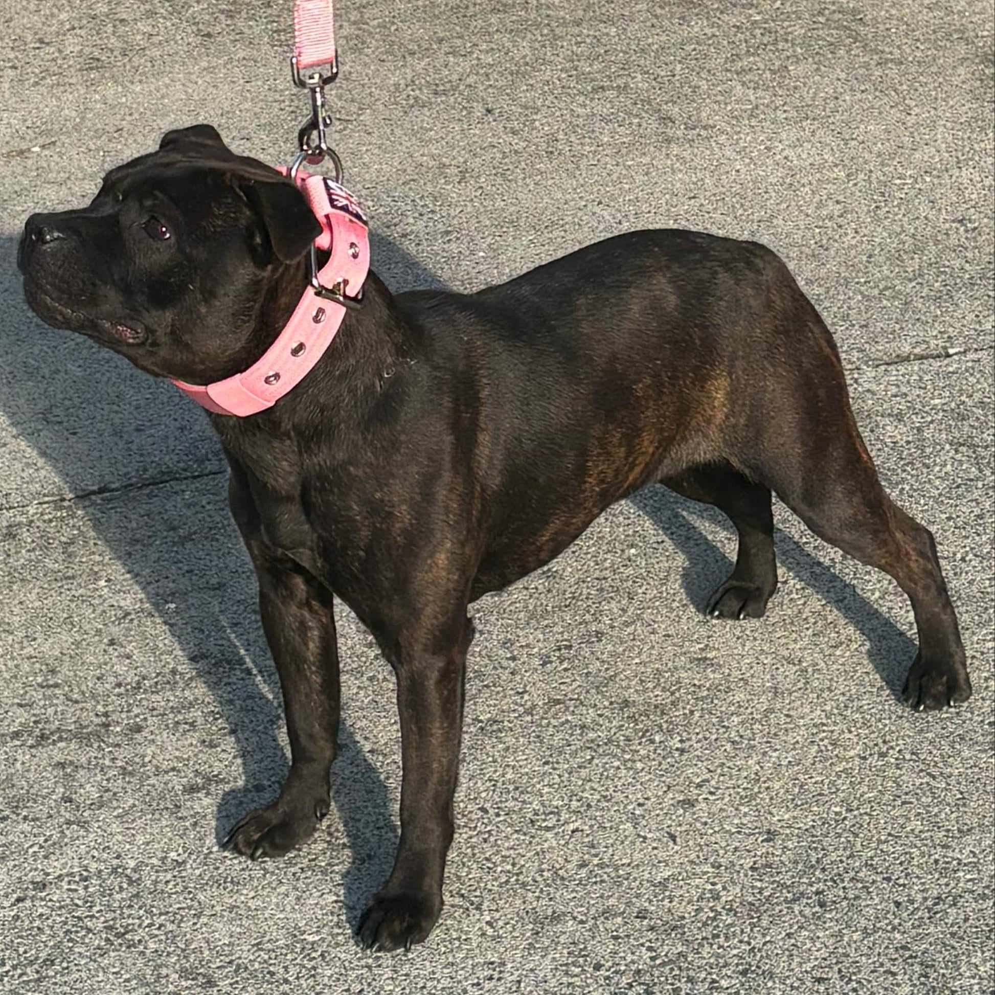Staffy, staffie, Staffordshire bull terrier, dog, dogs, dog lovers, show dogs, SBT, Show Collar, Staffie, staffy nylon collar set