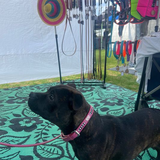 Staffy, staffie, Staffordshire bull terrier, dog, dogs, dog lovers, show dogs, SBT, Show Collar, Staffie, staffy leather gem show set