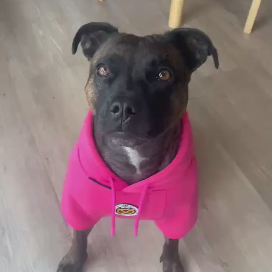 Staffy, Staffordshire Bull Terrier, SBT, Show Collar, Staffie, staffy pink hoodie