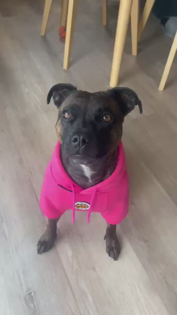 Staffy, Staffordshire Bull Terrier, SBT, Show Collar, Staffie, staffy pink hoodie
