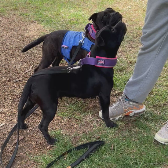 Staffy, staffie, Staffordshire bull terrier, dog, dogs, dog lovers, show dogs, SBT, Show Collar, Staffie, staffy cooling vest, staffy soft martingale