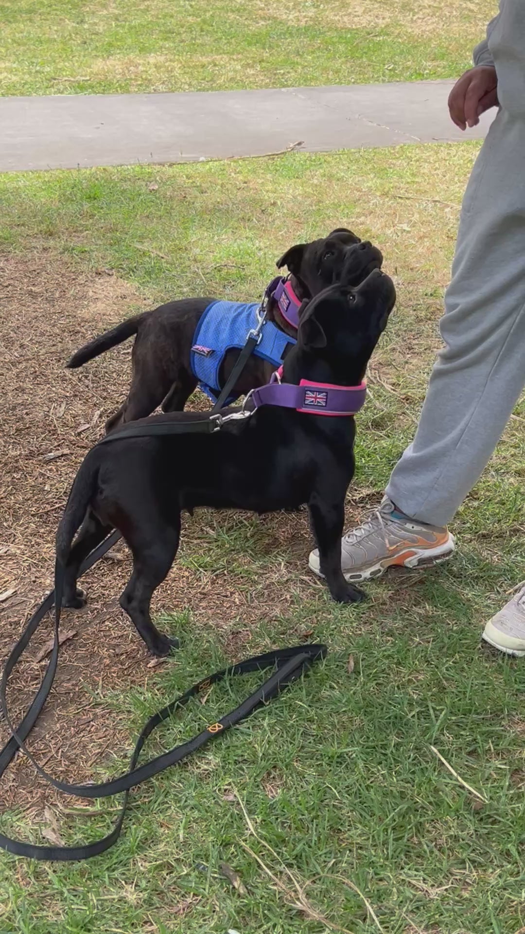 Staffy, staffie, Staffordshire bull terrier, dog, dogs, dog lovers, show dogs, SBT, Show Collar, Staffie, staffy cooling vest, staffy soft martingale