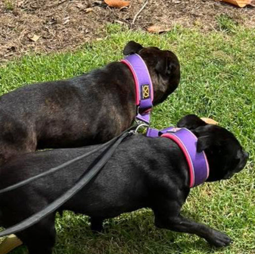 Staffy, staffie, Staffordshire bull terrier, dog, dogs, dog lovers, show dogs, SBT, Show Collar, Staffie, staffy soft martingale