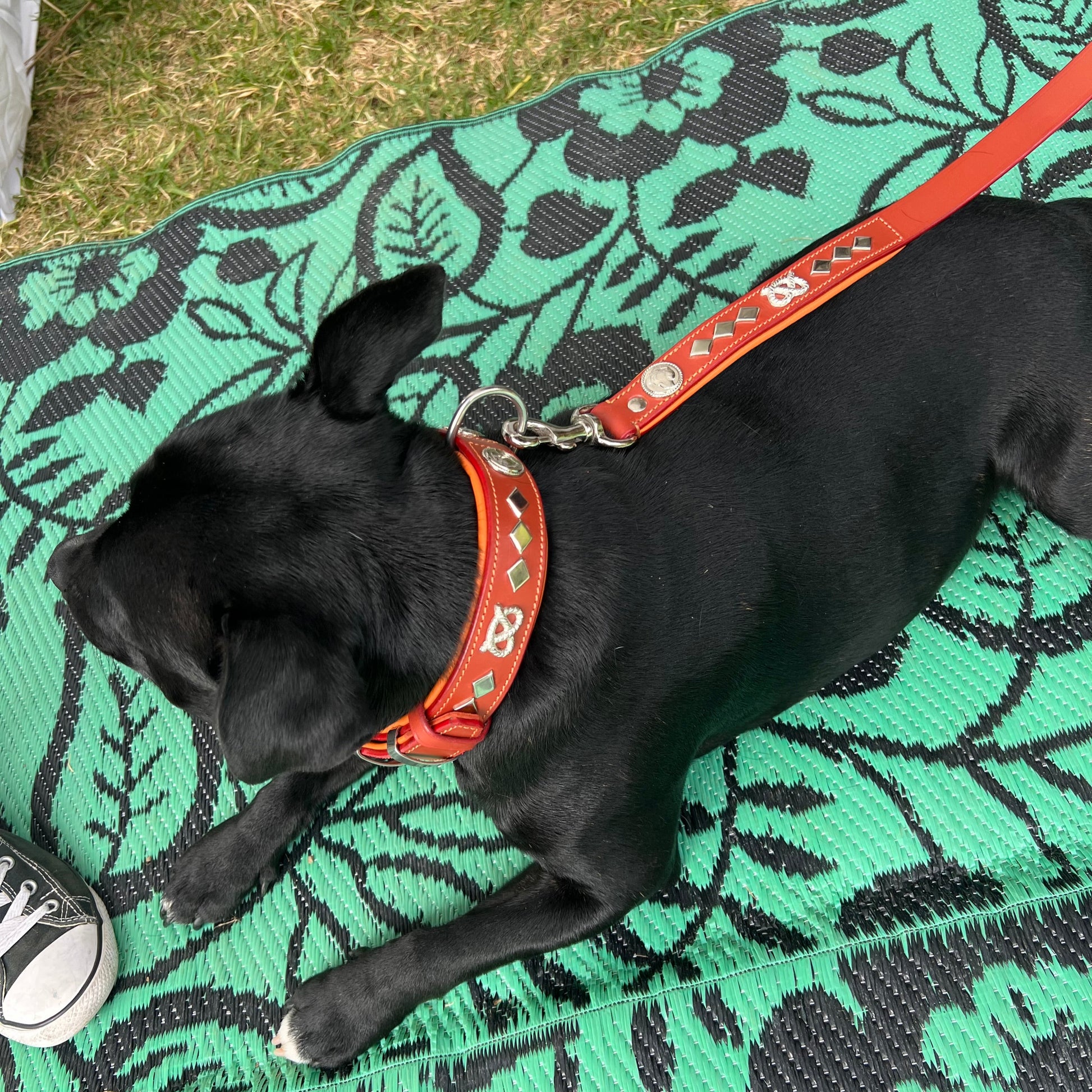 Staffy, staffie, Staffordshire bull terrier, dog, dogs, dog lovers, show dogs, SBT, Show Collar, Staffie, staffy wide leather collar set
