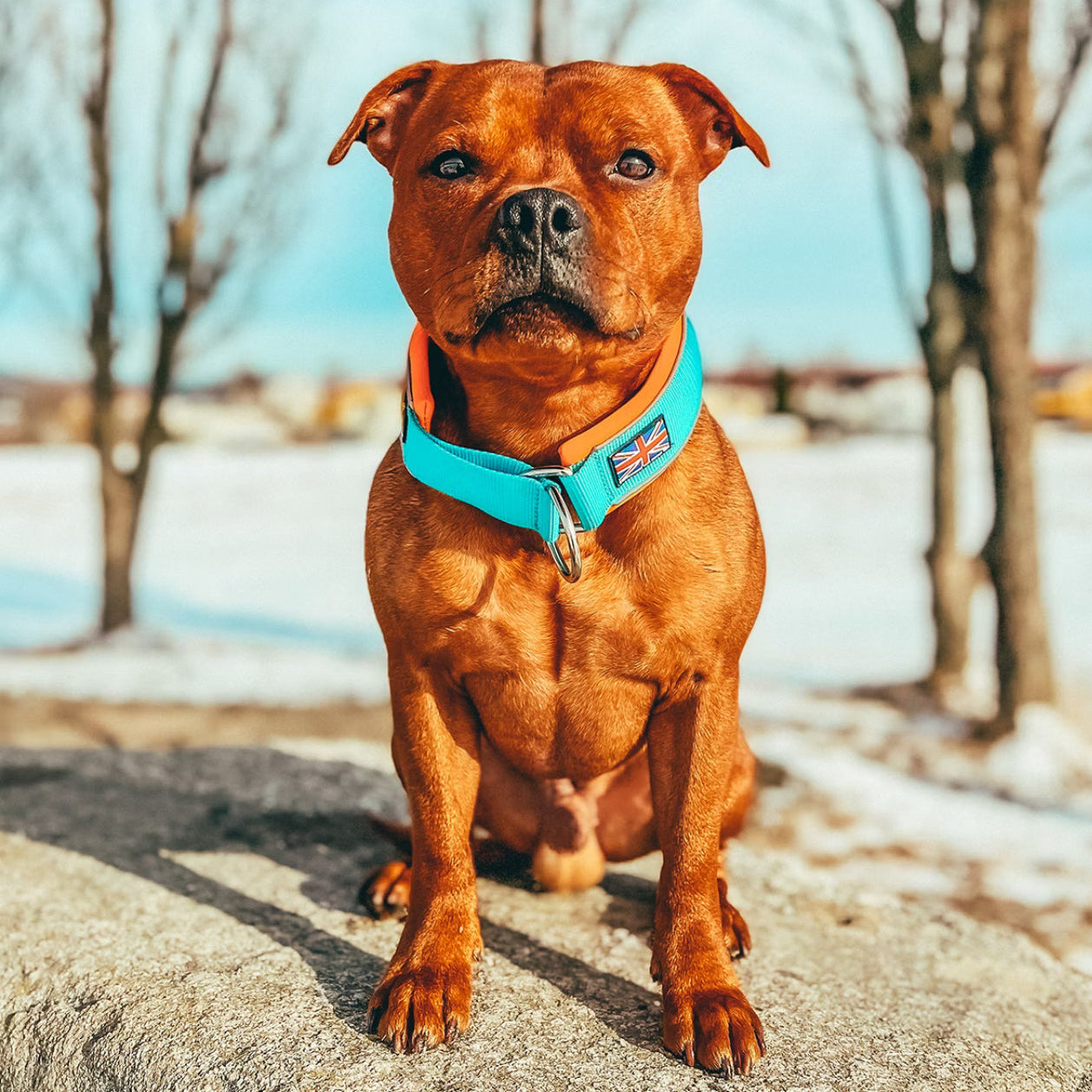 Staffy, staffie, Staffordshire bull terrier, dog, dogs, dog lovers, show dogs, SBT, Show Collar, Staffie, staffy soft collar martingale