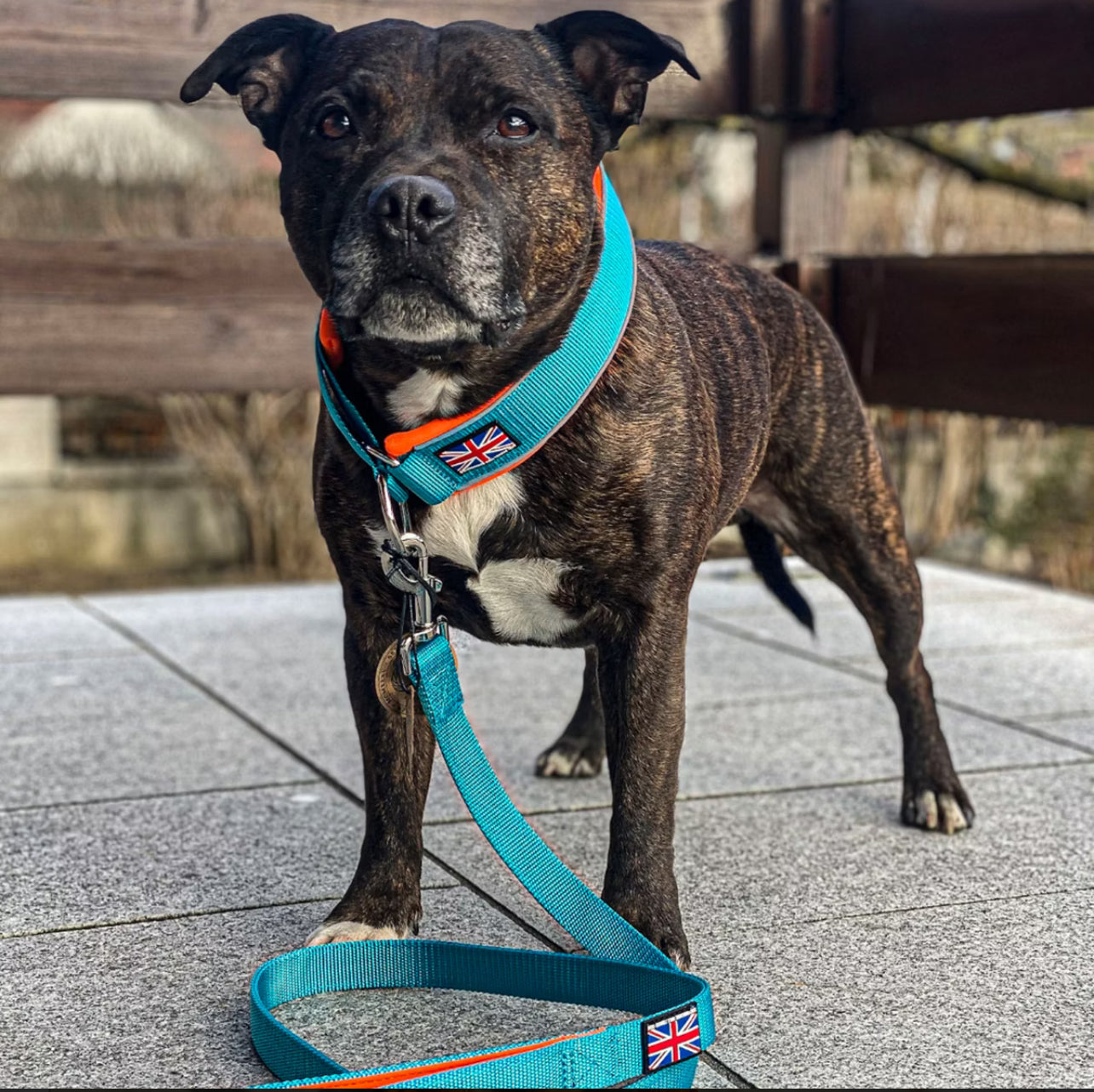 Staffy, staffie, Staffordshire bull terrier, dog, dogs, dog lovers, show dogs, SBT, Show Collar, Staffie, staffy soft collar martingale