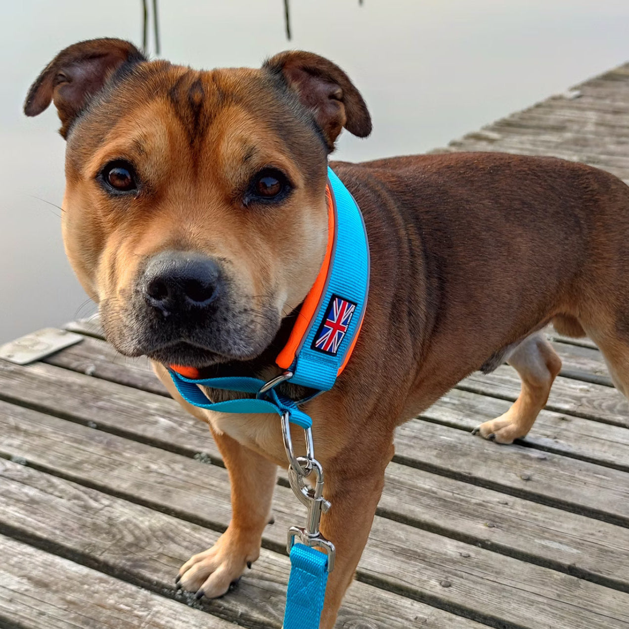 Staffy, staffie, Staffordshire bull terrier, dog, dogs, dog lovers, show dogs, SBT, Show Collar, Staffie, staffy soft collar martingale