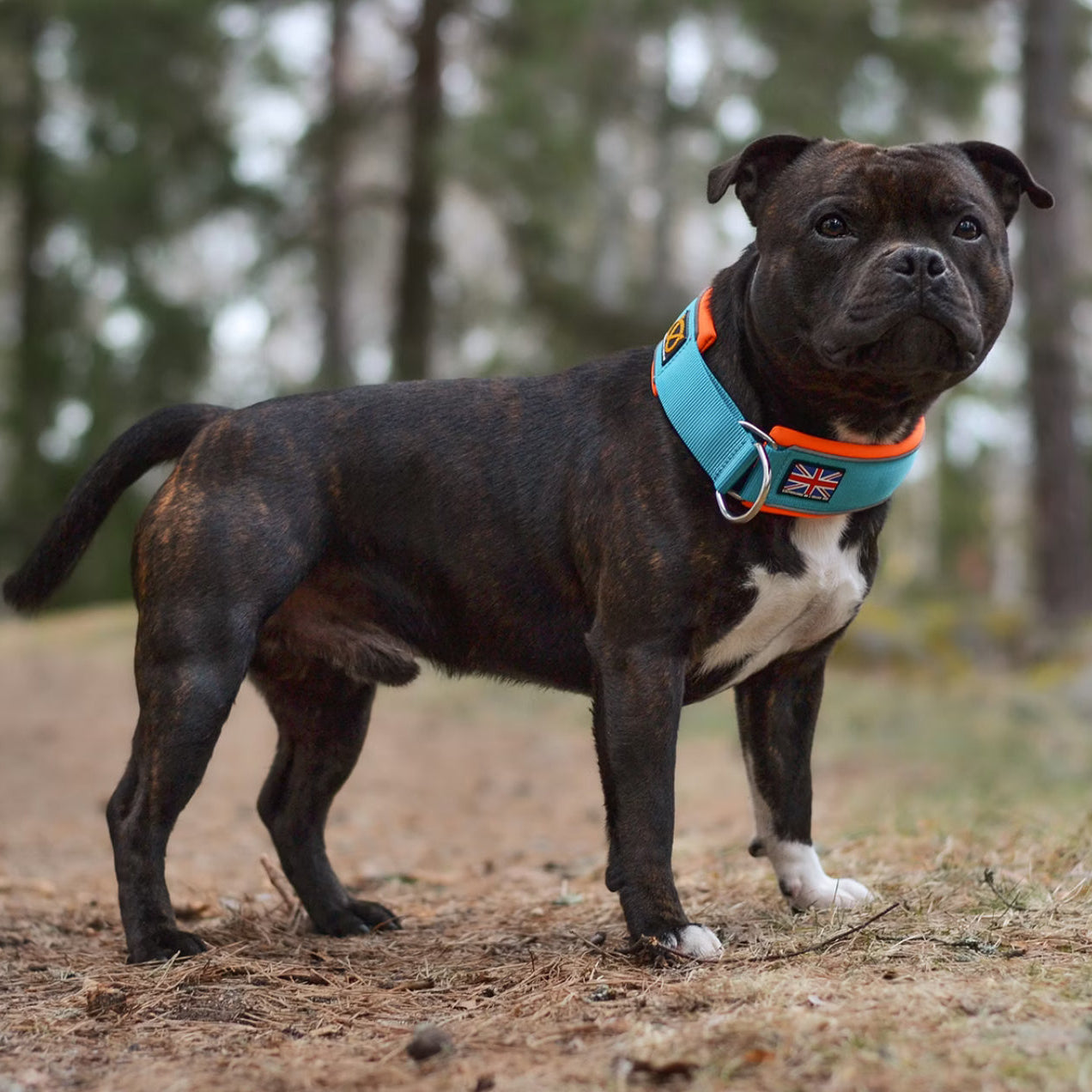 Staffy, staffie, Staffordshire bull terrier, dog, dogs, dog lovers, show dogs, SBT, Show Collar, Staffie, staffy soft collar martingale