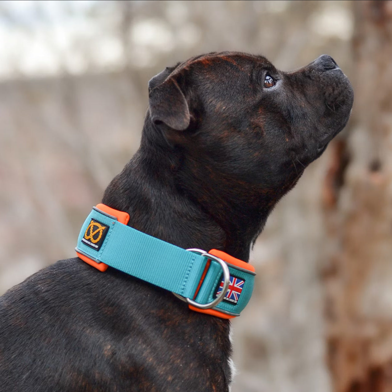 Staffy, staffie, Staffordshire bull terrier, dog, dogs, dog lovers, show dogs, SBT, Show Collar, Staffie, staffy soft collar martingale
