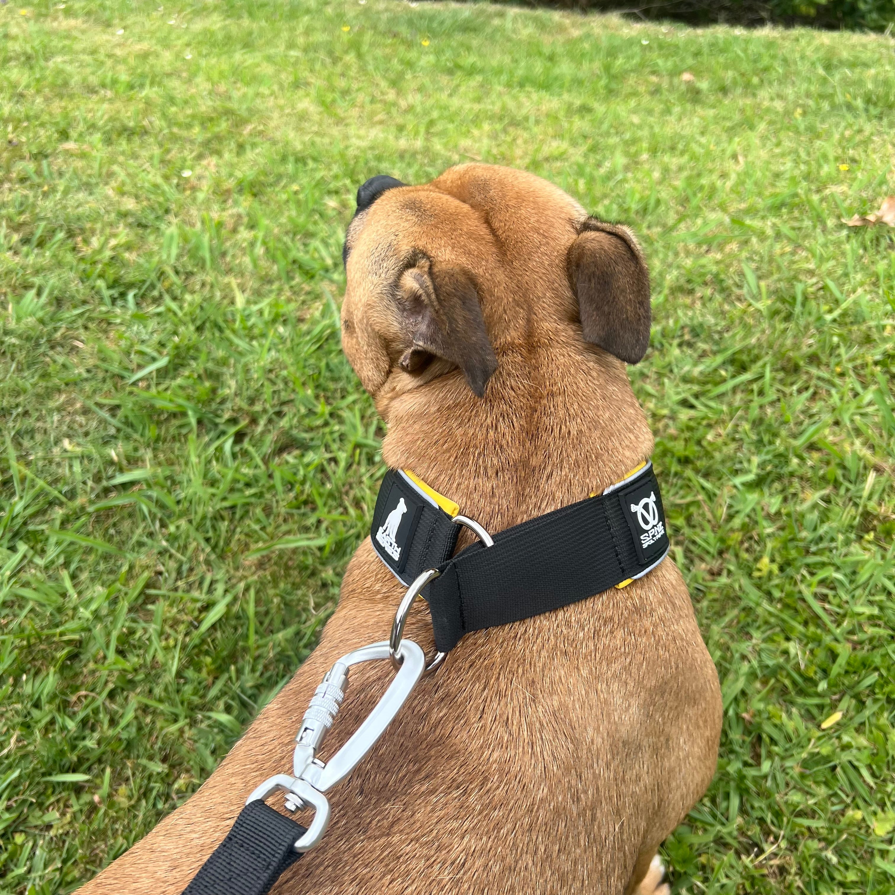 staffordshire bull terrier wearing a black harness with a visible brand logo on a grassy background