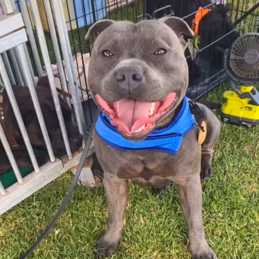 Staffy, staffie, Staffordshire bull terrier, dog, dogs, dog lovers, show dogs, SBT, Show Collar, Staffie, staffy cooling vest