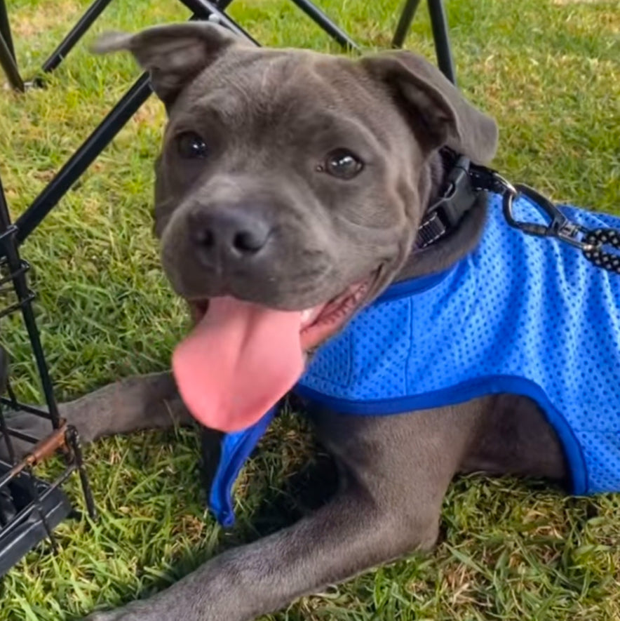 Staffy, staffie, Staffordshire bull terrier, dog, dogs, dog lovers, show dogs, SBT, Show Collar, Staffie, staffy cooling vest