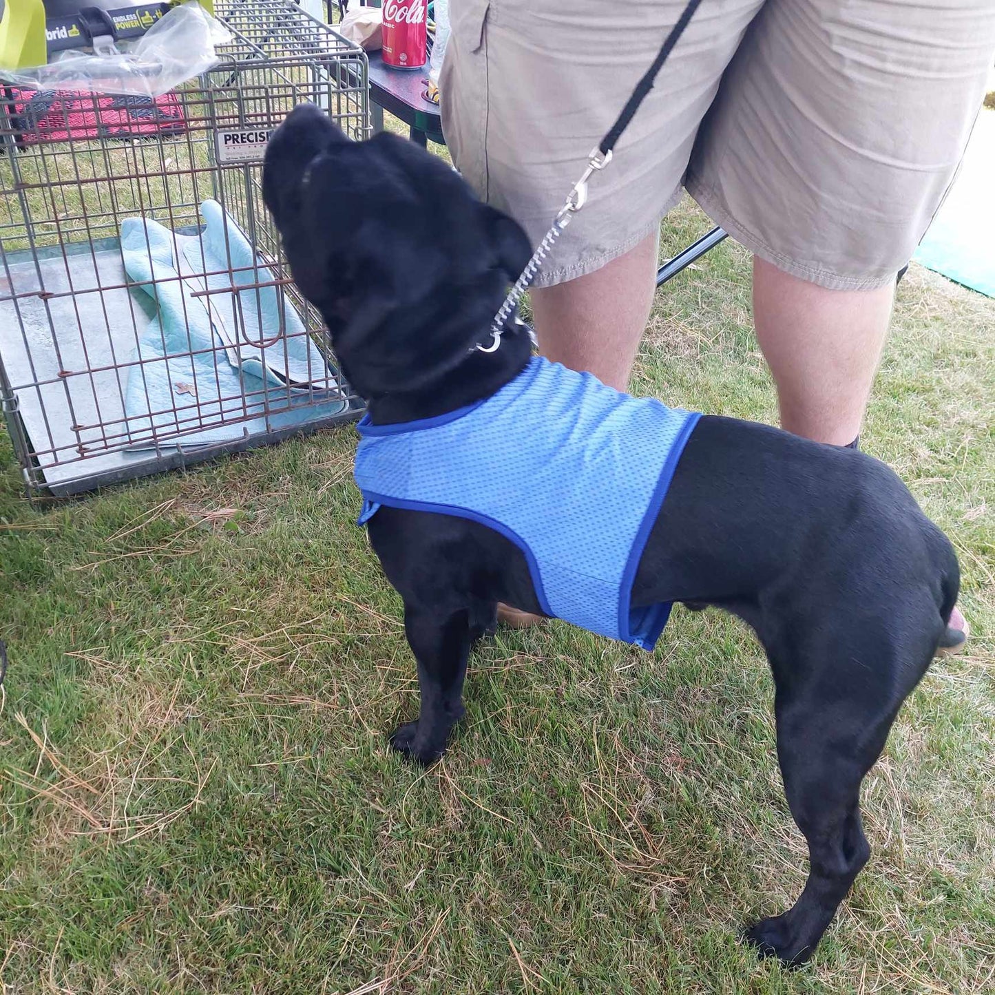 Staffy, staffie, Staffordshire bull terrier, dog, dogs, dog lovers, show dogs, SBT, Show Collar, Staffie, staffy cooling vest