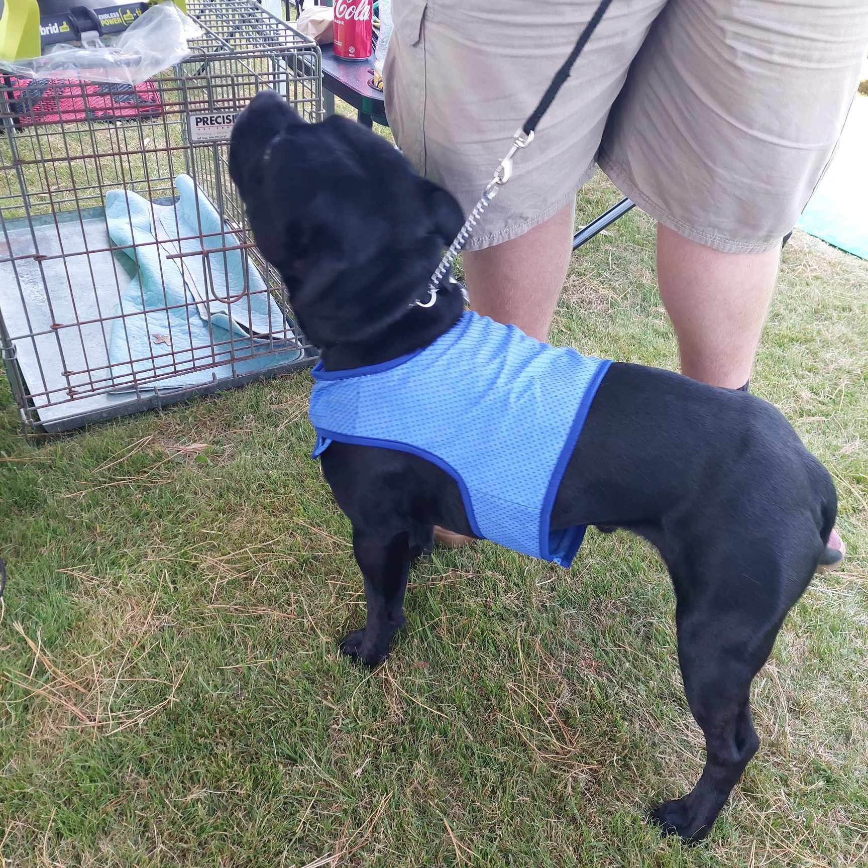 Staffy, staffie, Staffordshire bull terrier, dog, dogs, dog lovers, show dogs, SBT, Show Collar, Staffie, staffy cooling vest