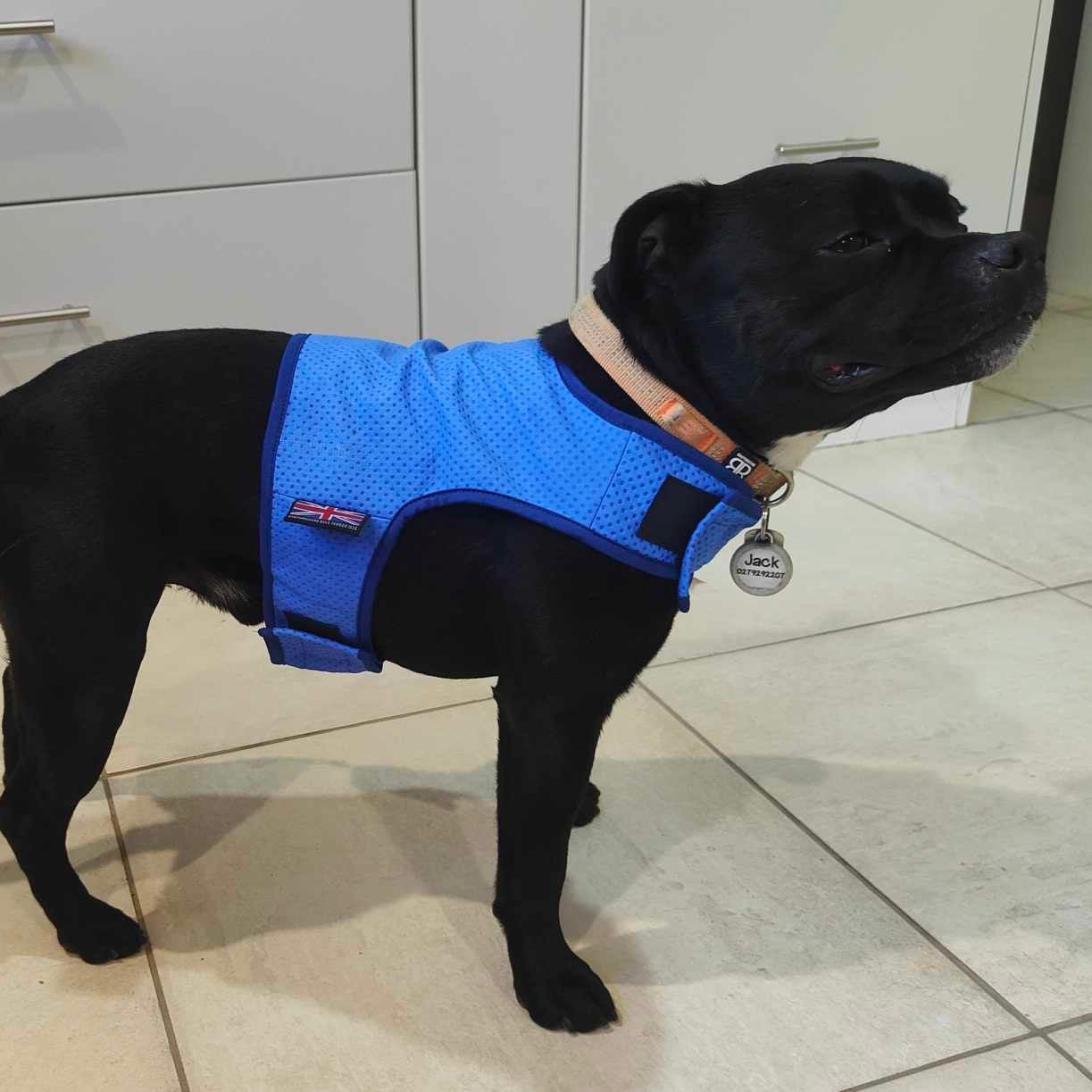 Staffy, staffie, Staffordshire bull terrier, dog, dogs, dog lovers, show dogs, SBT, Show Collar, Staffie, staffy cooling vest