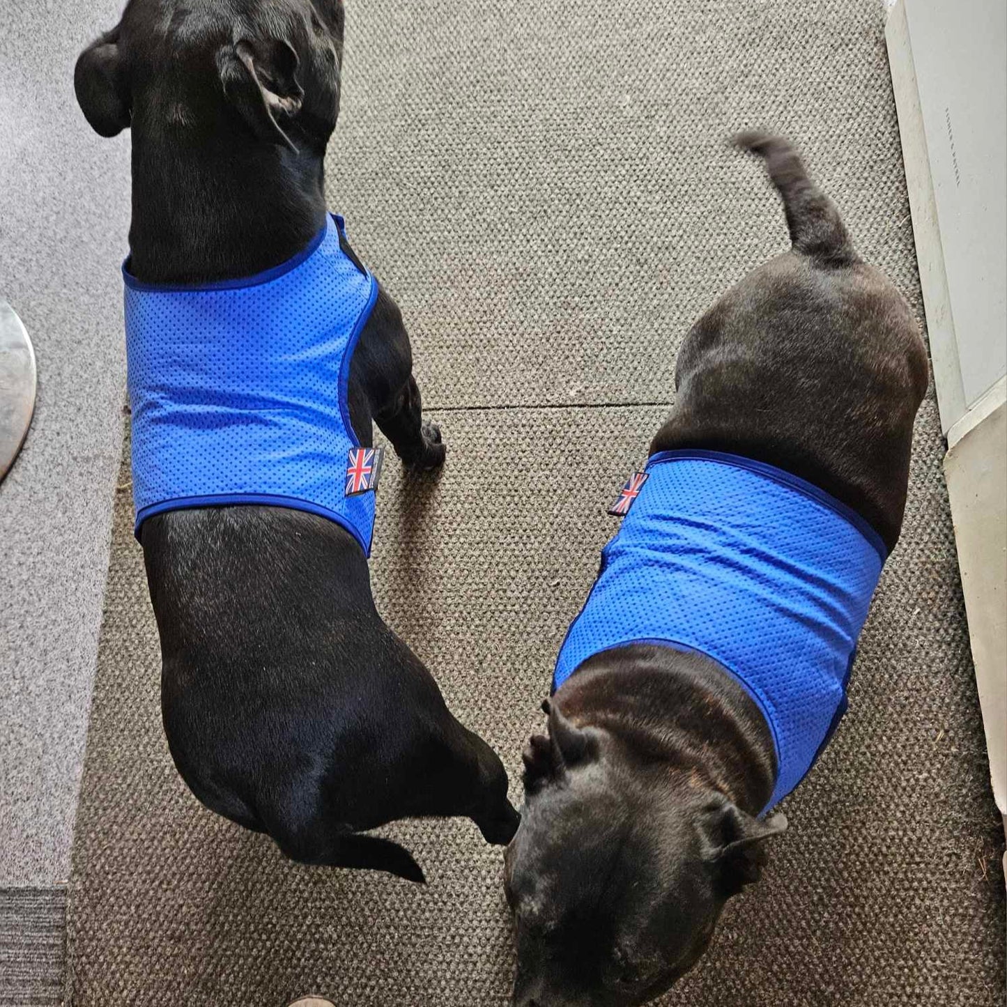 Staffy, staffie, Staffordshire bull terrier, dog, dogs, dog lovers, show dogs, SBT, Show Collar, Staffie, staffy cooling vest