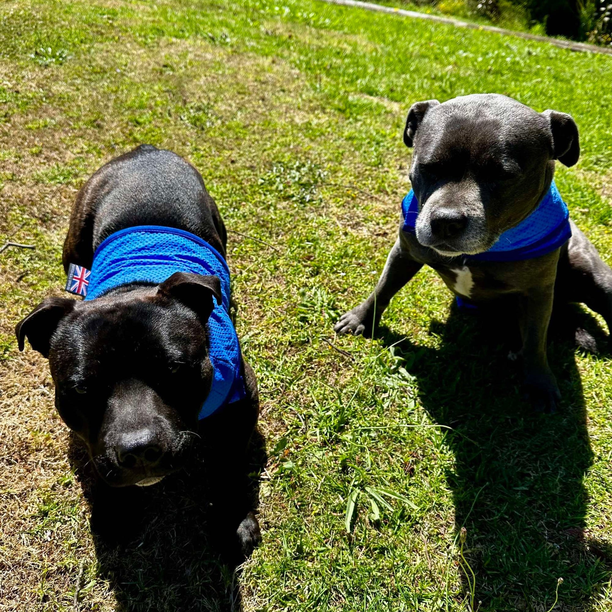 Staffy, staffie, Staffordshire bull terrier, dog, dogs, dog lovers, show dogs, SBT, Show Collar, Staffie, staffy cooling vest
