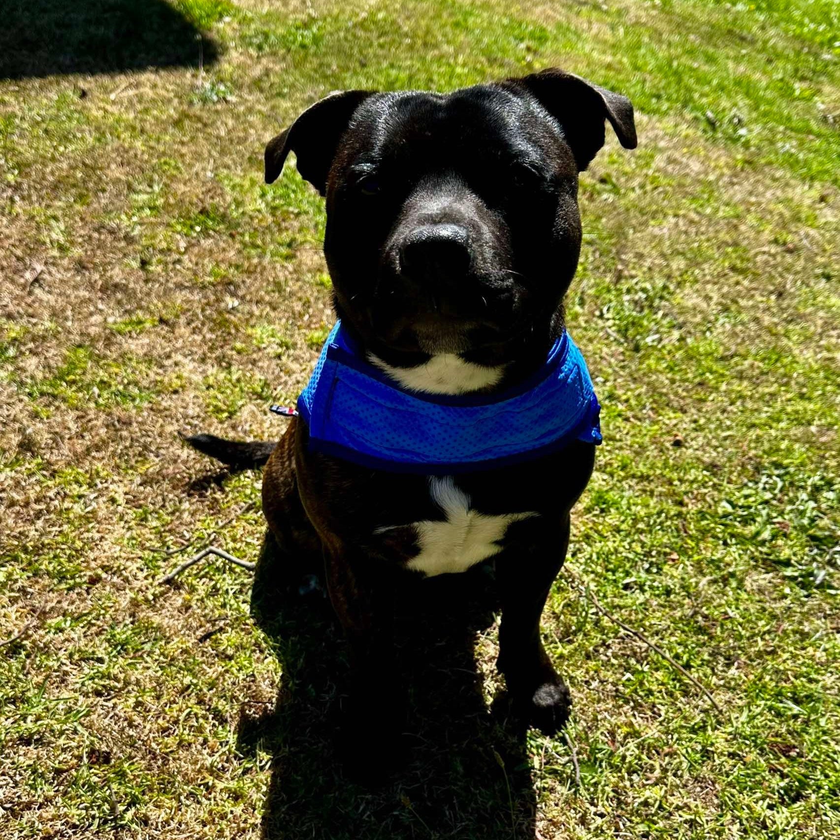 Staffy, staffie, Staffordshire bull terrier, dog, dogs, dog lovers, show dogs, SBT, Show Collar, Staffie, staffy cooling vest
