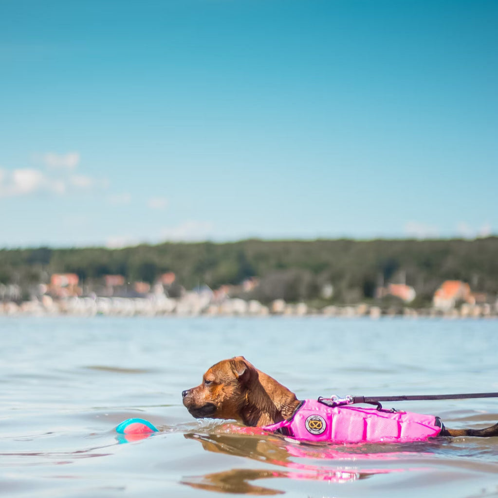 Staffy, staffie, Staffordshire bull terrier, dog, dogs, dog lovers, show dogs, SBT, Show Collar, Staffie, staffy life jacket