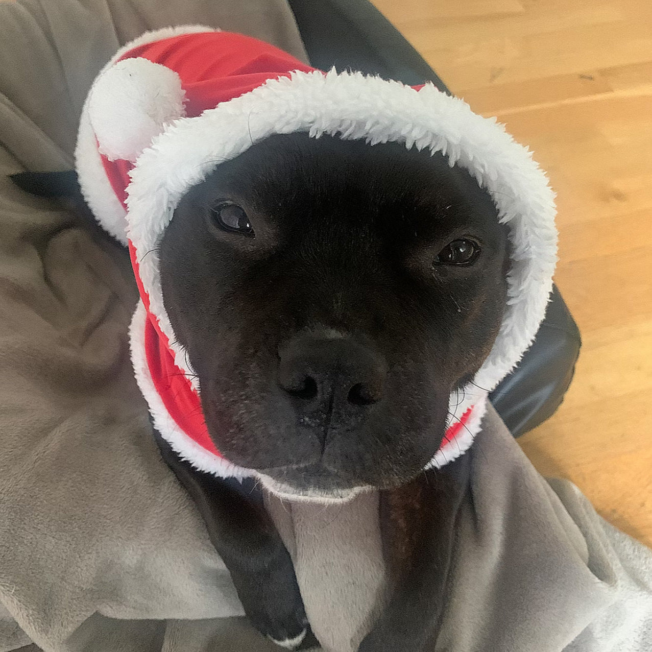 Staffy, staffie, Staffordshire bull terrier, dog, dogs, dog lovers, show dogs, SBT, Show Collar, Staffie, staffy santa suit