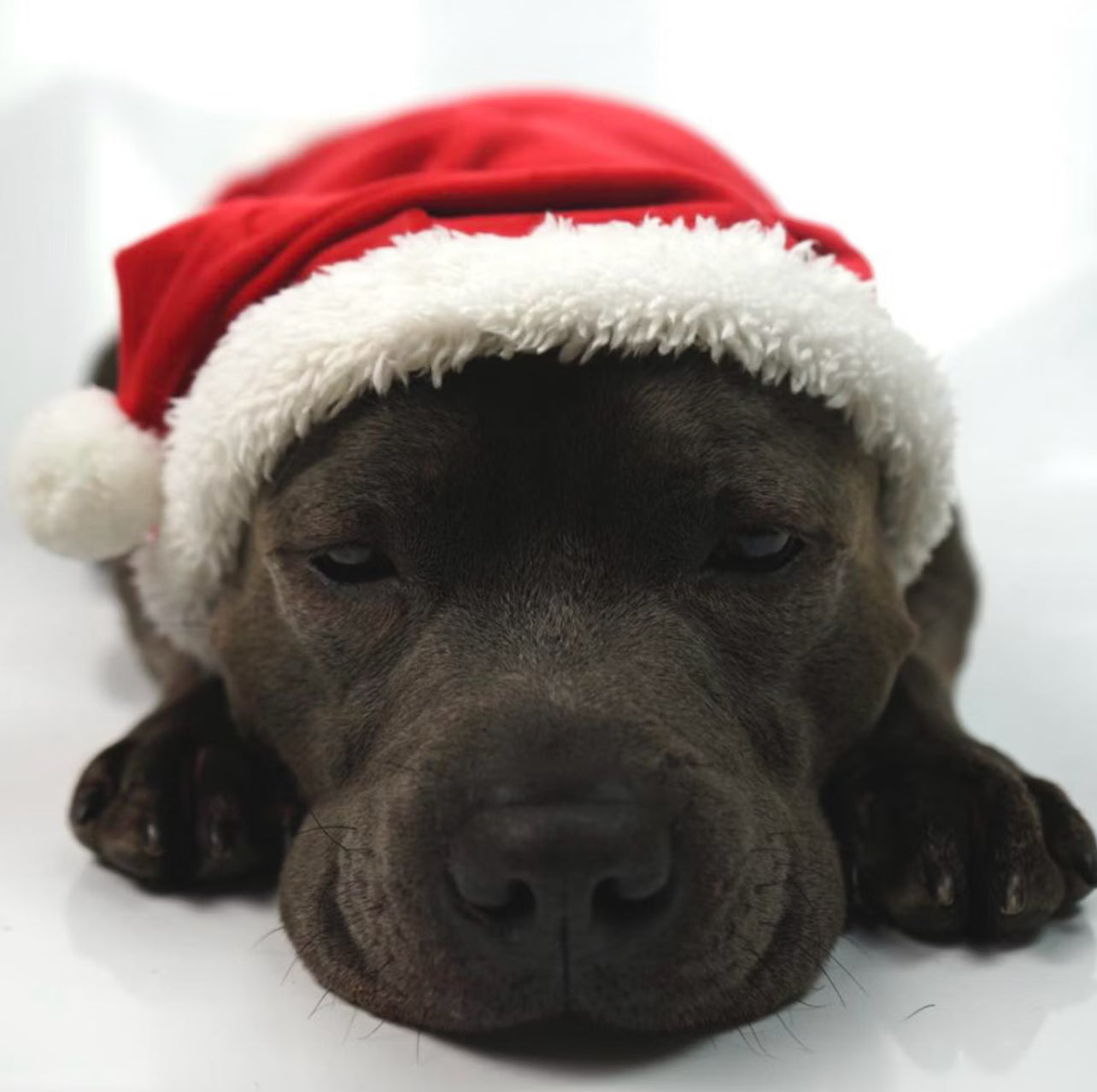Staffy, staffie, Staffordshire bull terrier, dog, dogs, dog lovers, show dogs, SBT, Show Collar, Staffie, staffy santa suit