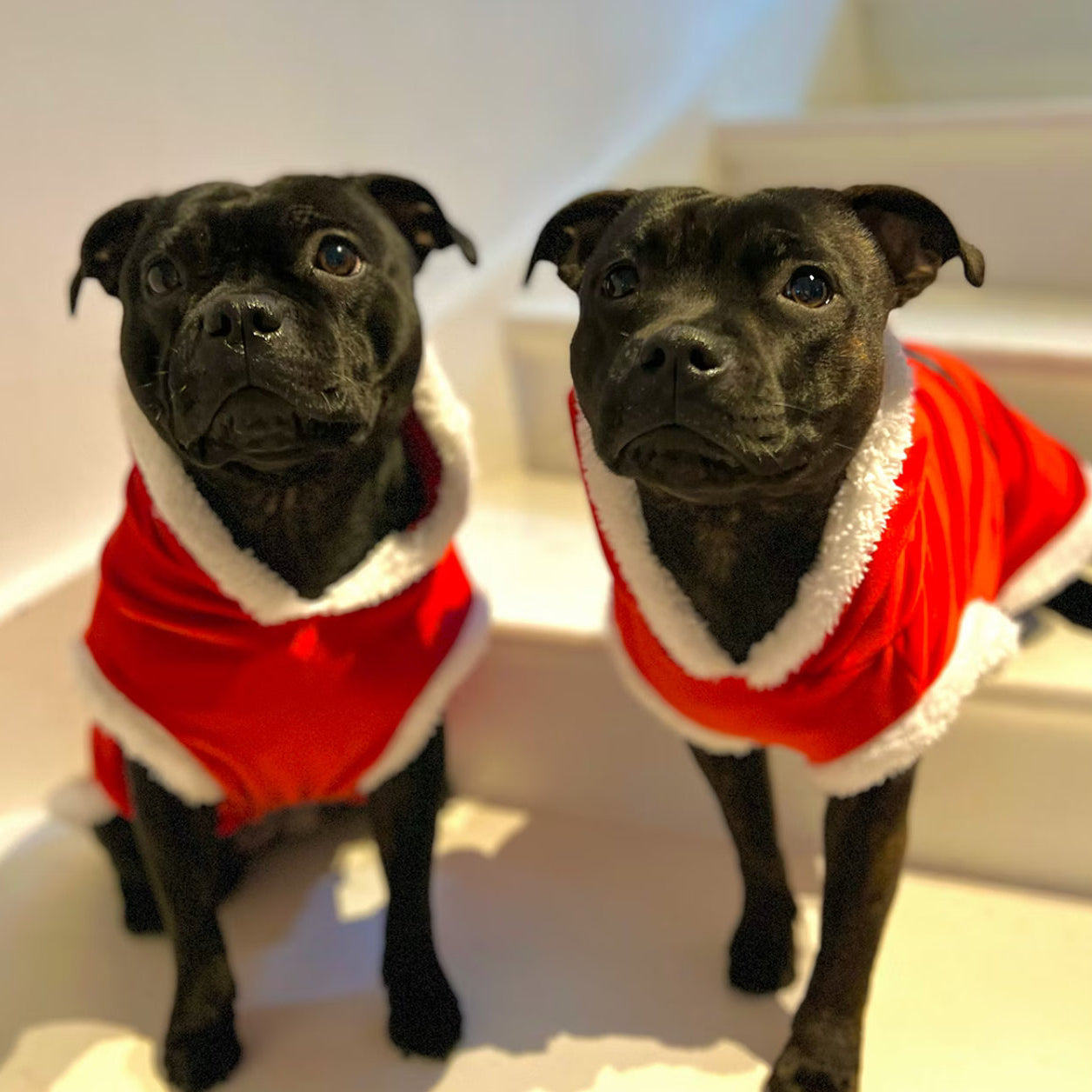 Staffy, staffie, Staffordshire bull terrier, dog, dogs, dog lovers, show dogs, SBT, Show Collar, Staffie, staffy santa suit