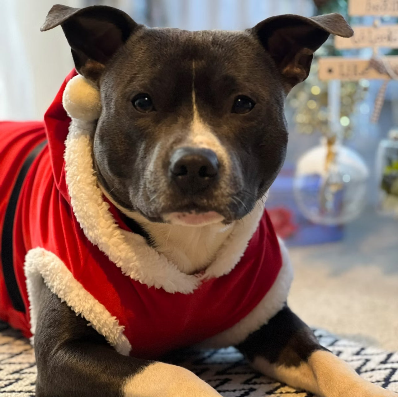 Staffy, staffie, Staffordshire bull terrier, dog, dogs, dog lovers, show dogs, SBT, Show Collar, Staffie, staffy santa suit