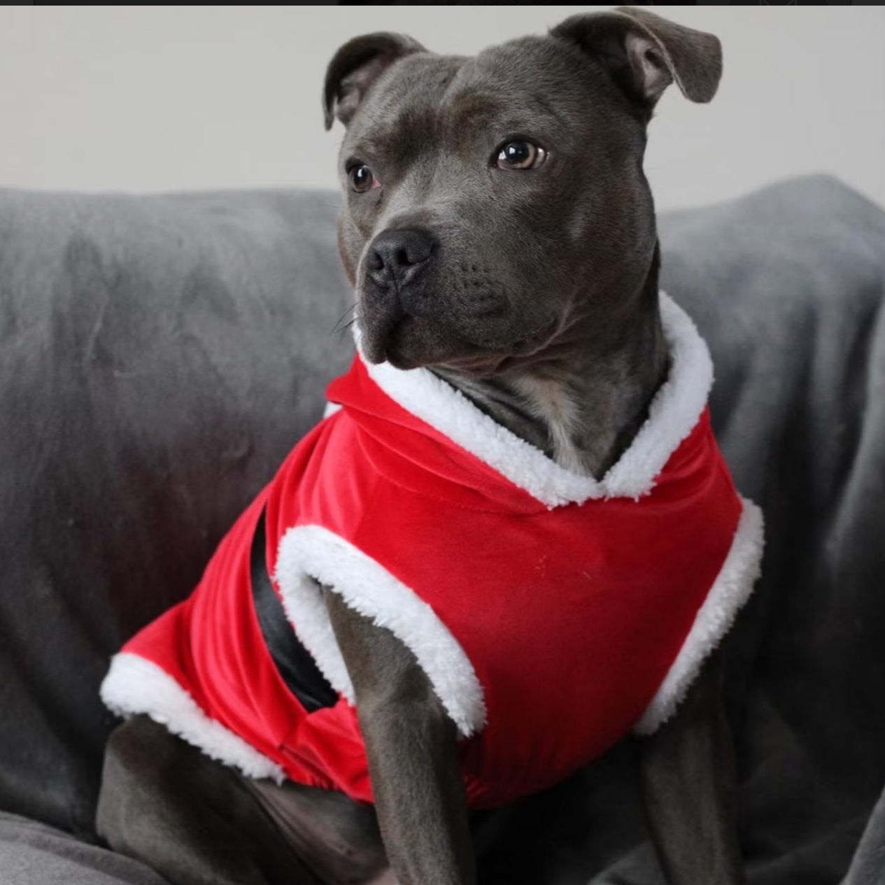 Staffy, staffie, Staffordshire bull terrier, dog, dogs, dog lovers, show dogs, SBT, Show Collar, Staffie, staffy santa suit