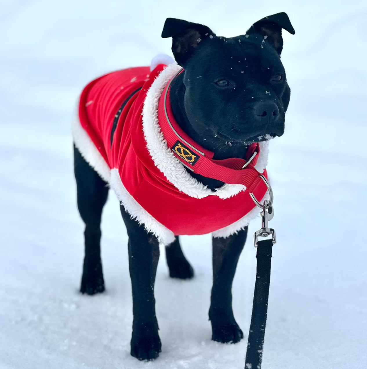 Staffy, staffie, Staffordshire bull terrier, dog, dogs, dog lovers, show dogs, SBT, Show Collar, Staffie, staffy santa suit