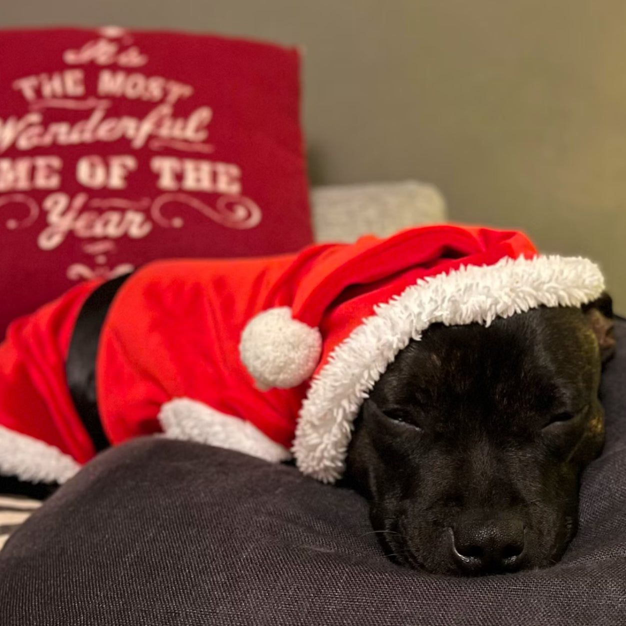 Staffy, staffie, Staffordshire bull terrier, dog, dogs, dog lovers, show dogs, SBT, Show Collar, Staffie, staffy santa suit