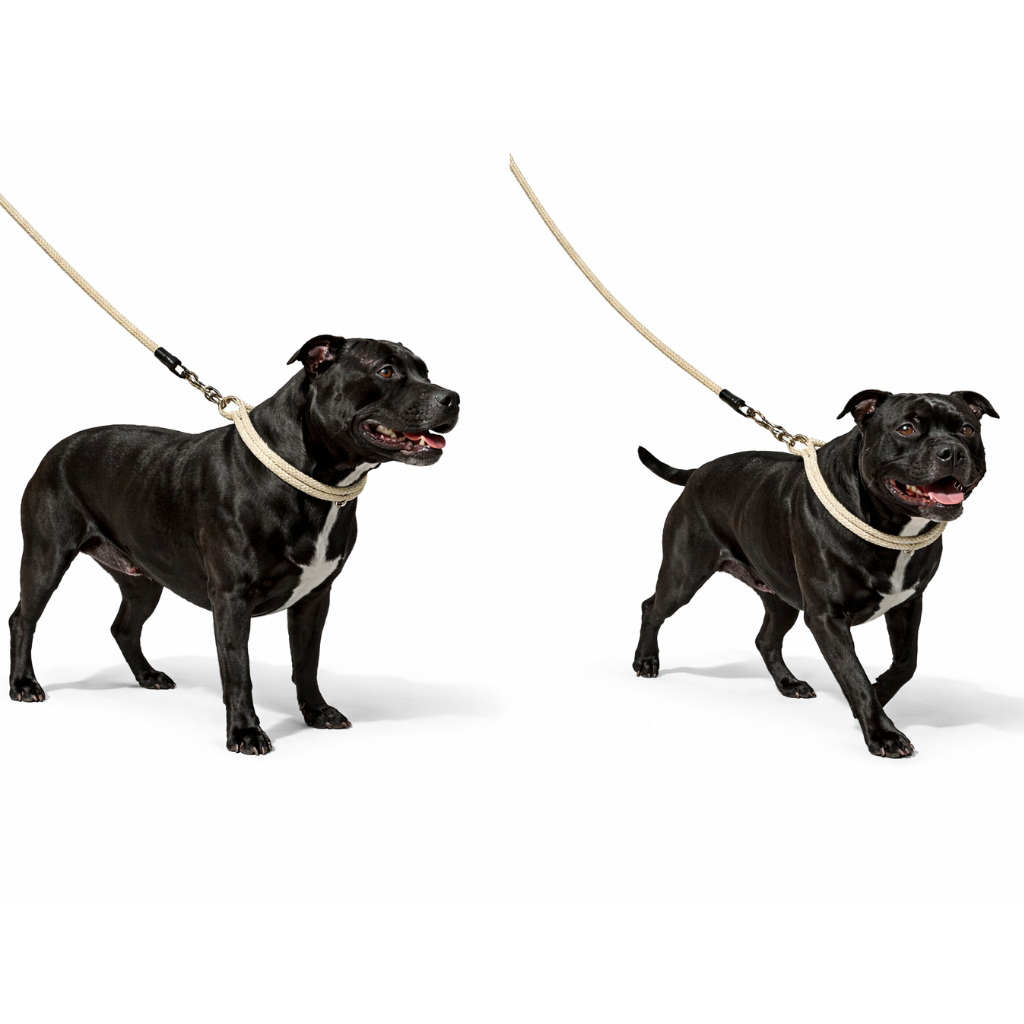 Two black staffordshire bull terriers on leashes against a white background