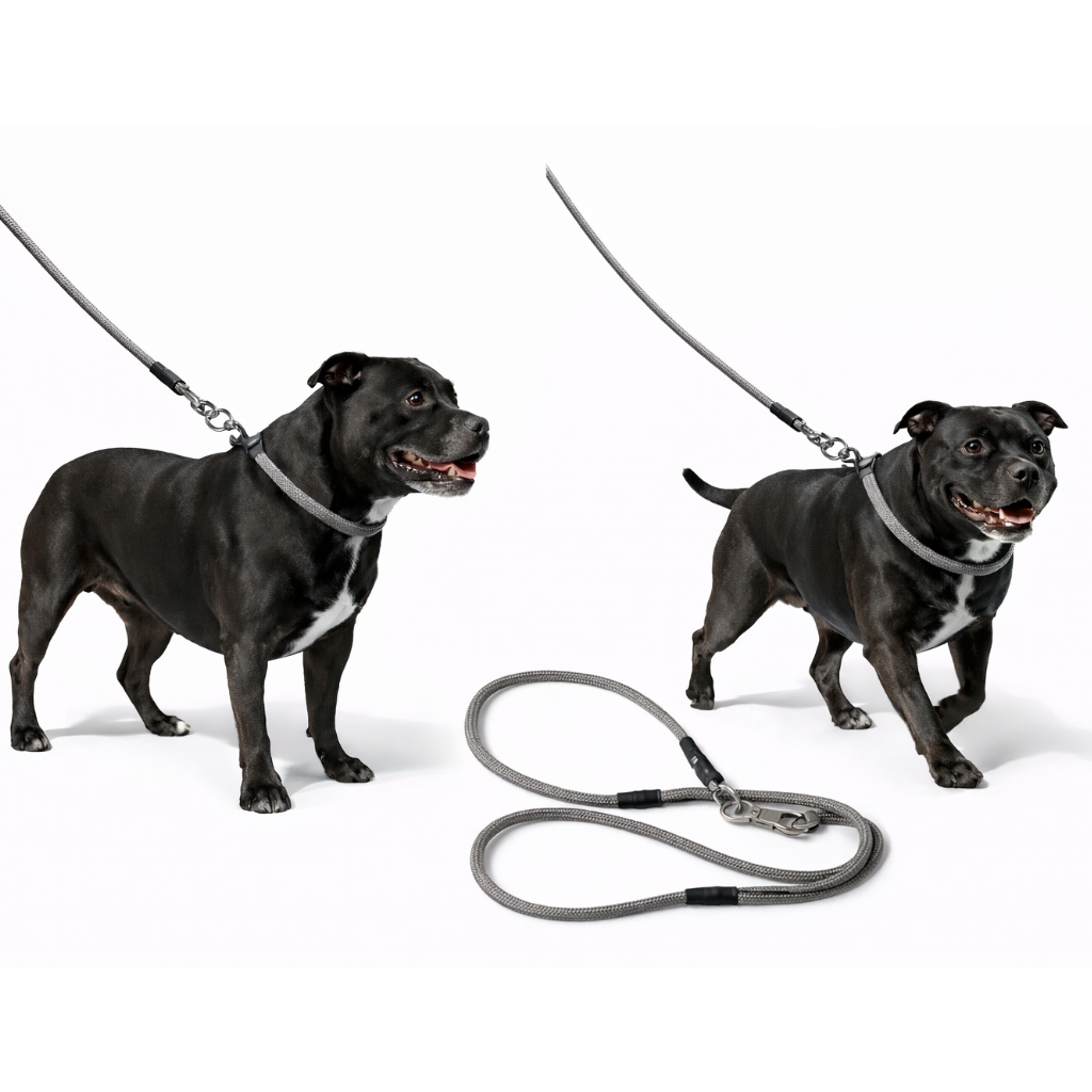Two black staffordshire bull terriers on leashes with a white background