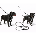 Two black staffordshire bull terriers on leashes with a white background