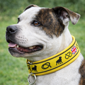 staffordshire bull terrier wearing a yellow collar with black designs and a British flag on a grassy background
